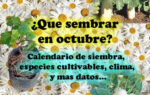 Que sembrar en Octubre. Datos del mes útiles para la huerta