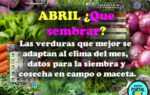 Que sembrar en Abril. Datos del mes útiles para la huerta