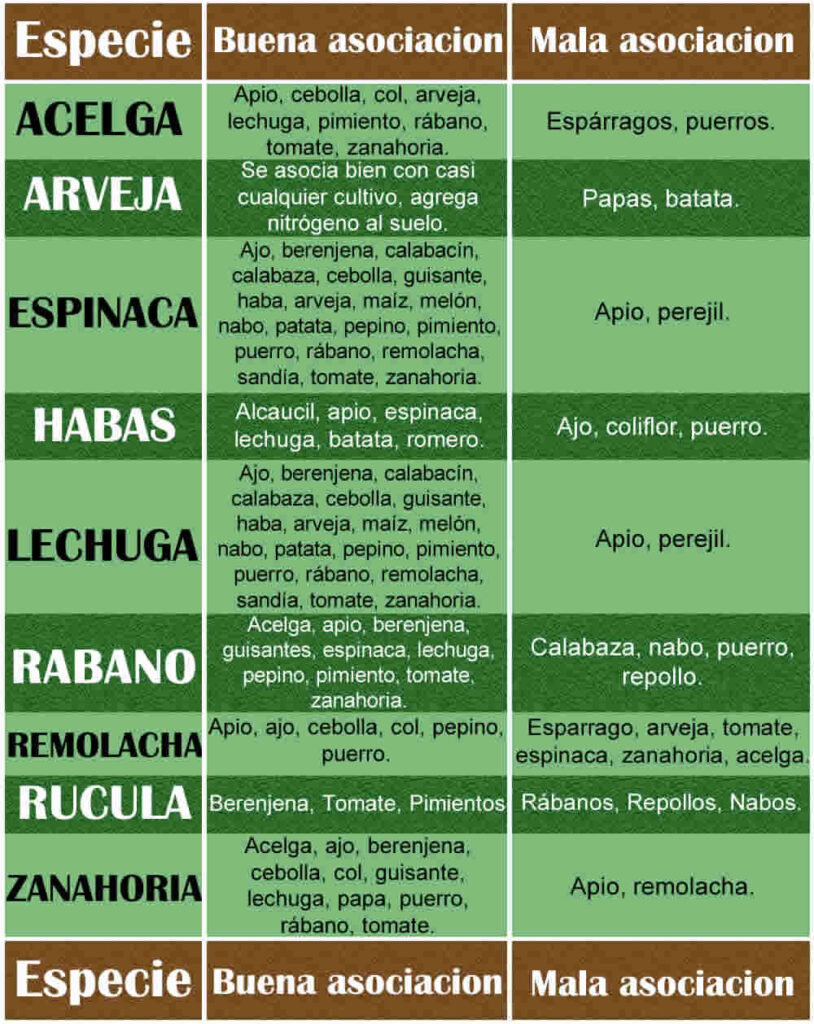 La mejor asociación de verduras en Mayo para su cultivo