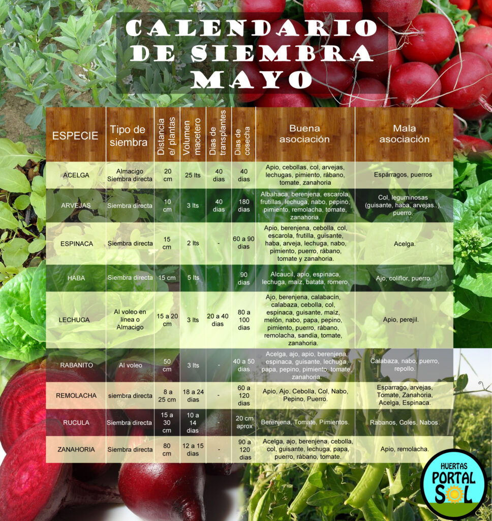 ¿Que sembrar en mayo? lista de verduras