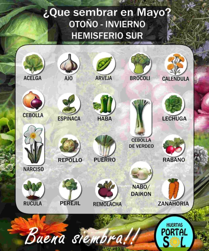Conjunto de imágenes de verduras cultivables que se adaptan a las condiciones de mayo en Argentina