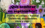 ¿Que sembrar en septiembre? Datos de hortalizas cultivables del mes