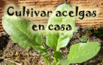 Cultiva acelgas en tu casa de forma facil