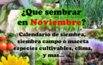 Que sembrar en Noviembre. Datos del mes útiles para la huerta