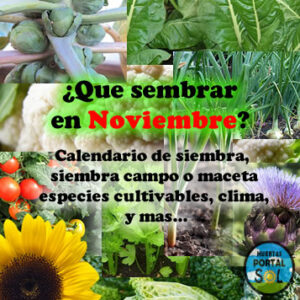 Que sembrar en Noviembre. Datos del mes útiles para la huerta