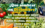 Que sembrar en Diciembre. Datos del mes útiles para la huerta
