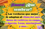 Que sembrar en Enero. Datos del mes útiles para la huerta