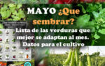 Que sembrar en Mayo. Datos del mes útiles para la huerta