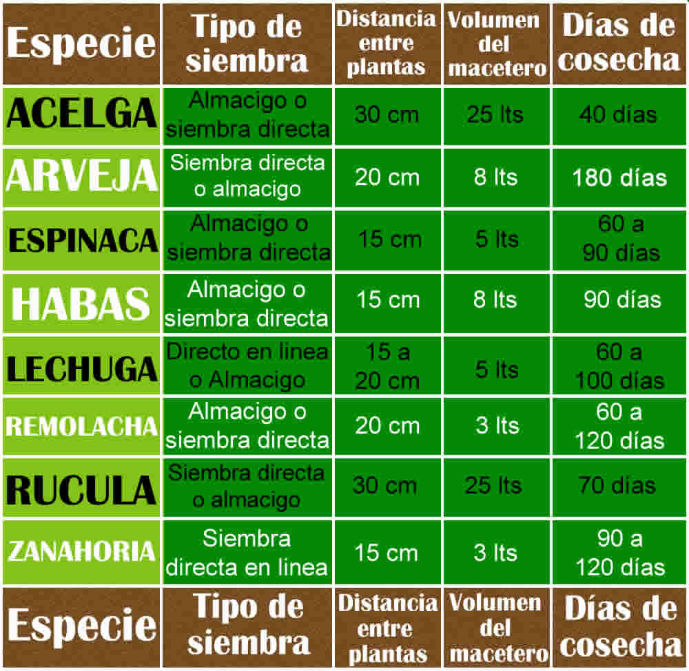 Lista de verduras que se pueden sembrar en junio con información para su cultivo