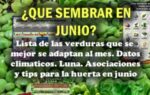 Que sembrar en Junio. Datos del mes útiles para la huerta