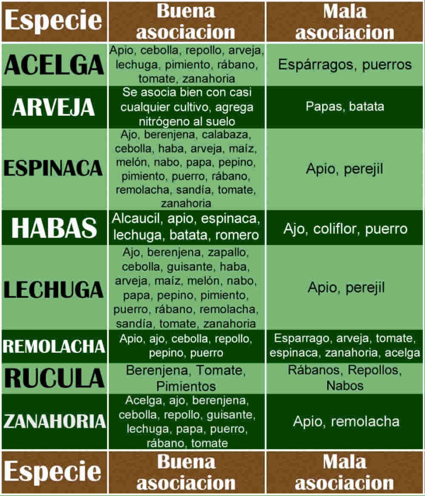 Buenas y malas asociaciones de hortalizas cultivables en el mes de junio