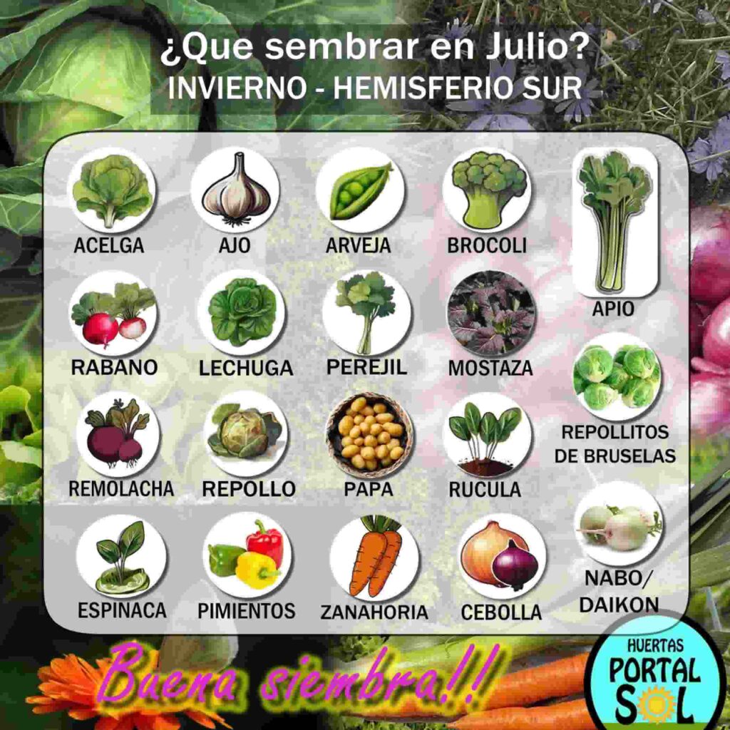 Conjunto de imágenes de verduras cultivables que se adaptan a las condiciones de julio en Argentina