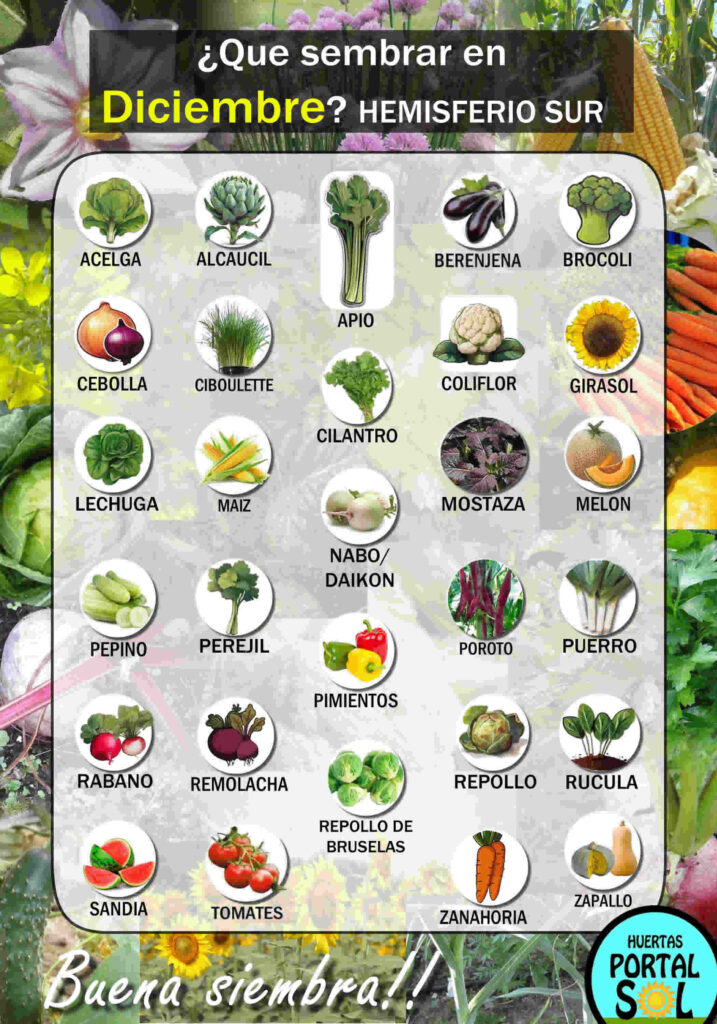 Conjunto de imágenes de verduras cultivables que se adaptan a las condiciones de diciembre en Argentina